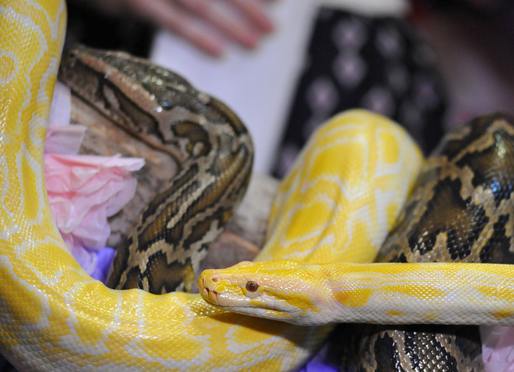 ACA.snakewedding002.021019.jpg